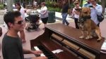Singing dog on top of a Street Piano at Lincoln Road, Miami <span class="titlered">[Piano Around the World]</span>