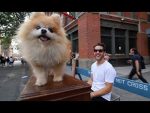 I got a new piano dog! [Piano Around the World]